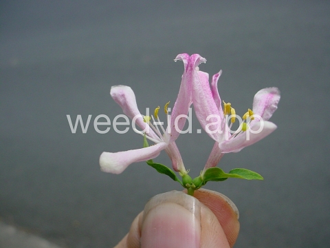 honeysuckle, Tatarian
